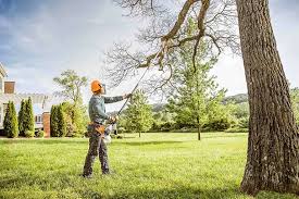 Best Hedge Trimming  in Williston, FL
