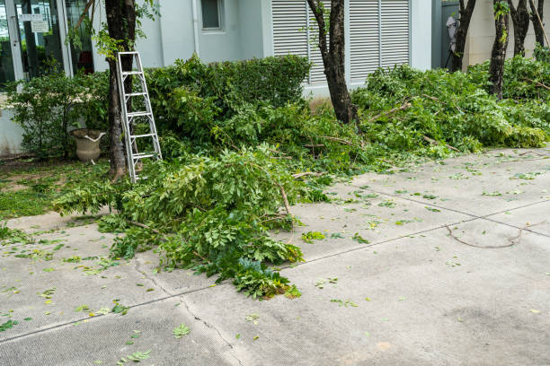 Best Organic Lawn Care Solutions  in Williston, FL