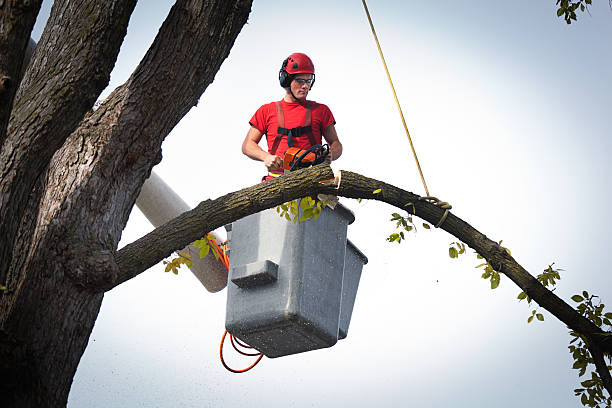 Best Tree Risk Assessment  in Williston, FL